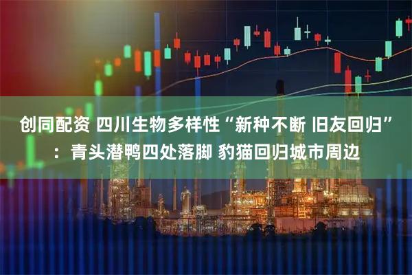 创同配资 四川生物多样性“新种不断 旧友回归”：青头潜鸭四处落脚 豹猫回归城市周边