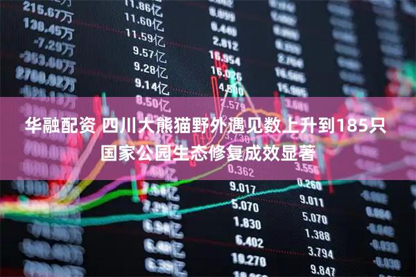 华融配资 四川大熊猫野外遇见数上升到185只 国家公园生态修复成效显著